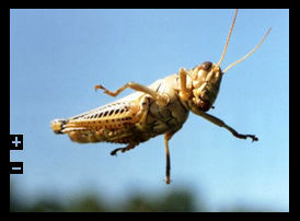 Hopper on windscreen.jpg